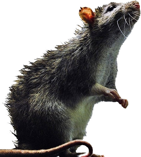 Dezynsekcja | Deratyzacja Warszawa