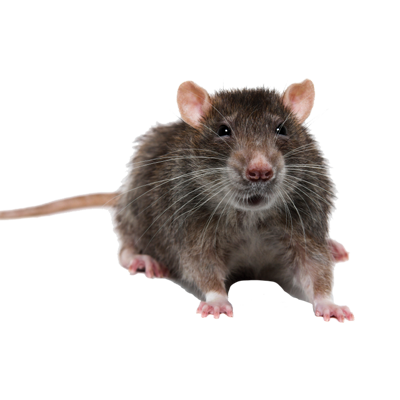 Dezynsekcja | Deratyzacja Warszawa