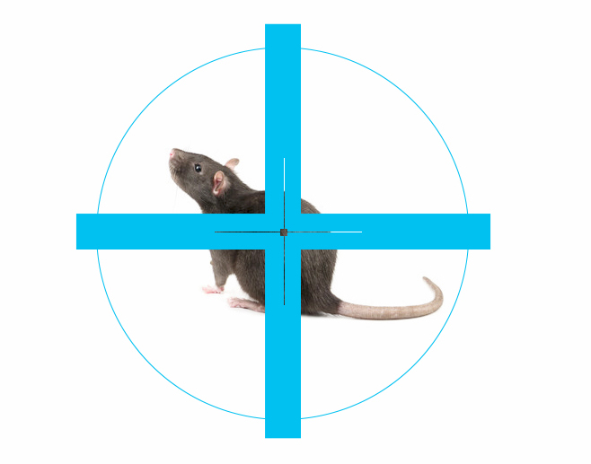 Dezynsekcja | Deratyzacja Warszawa